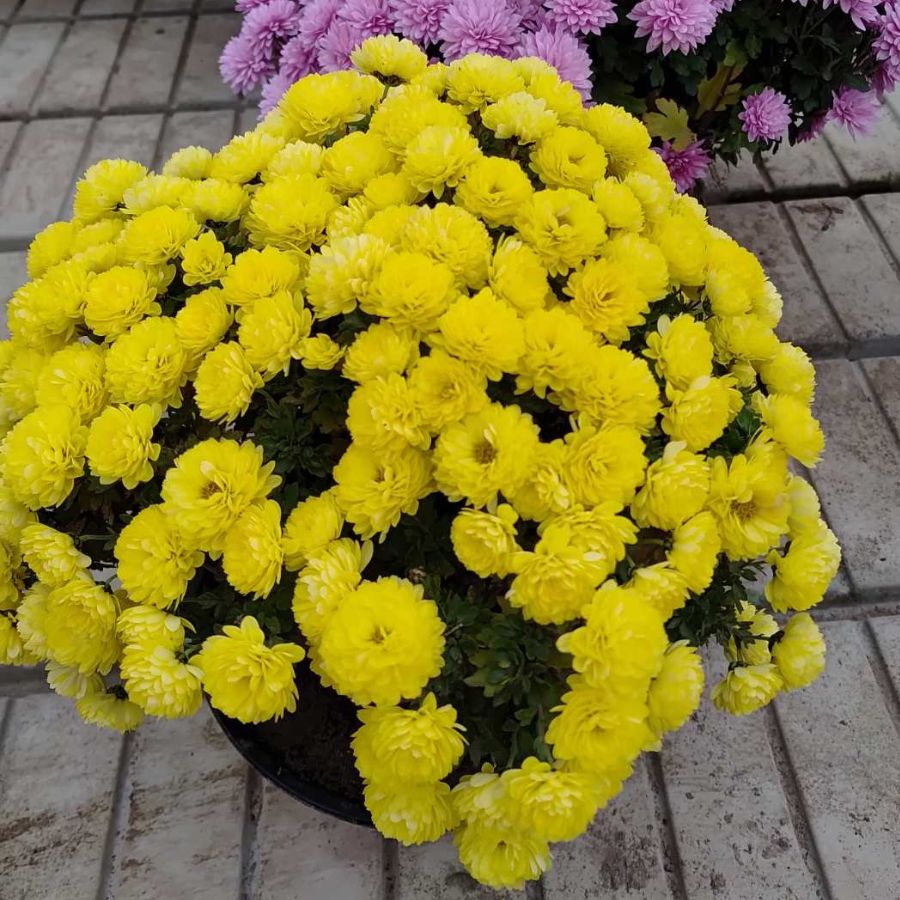 Хризантема мультифлора Джи Джи Еллоу - Dolina-Sad.Ru