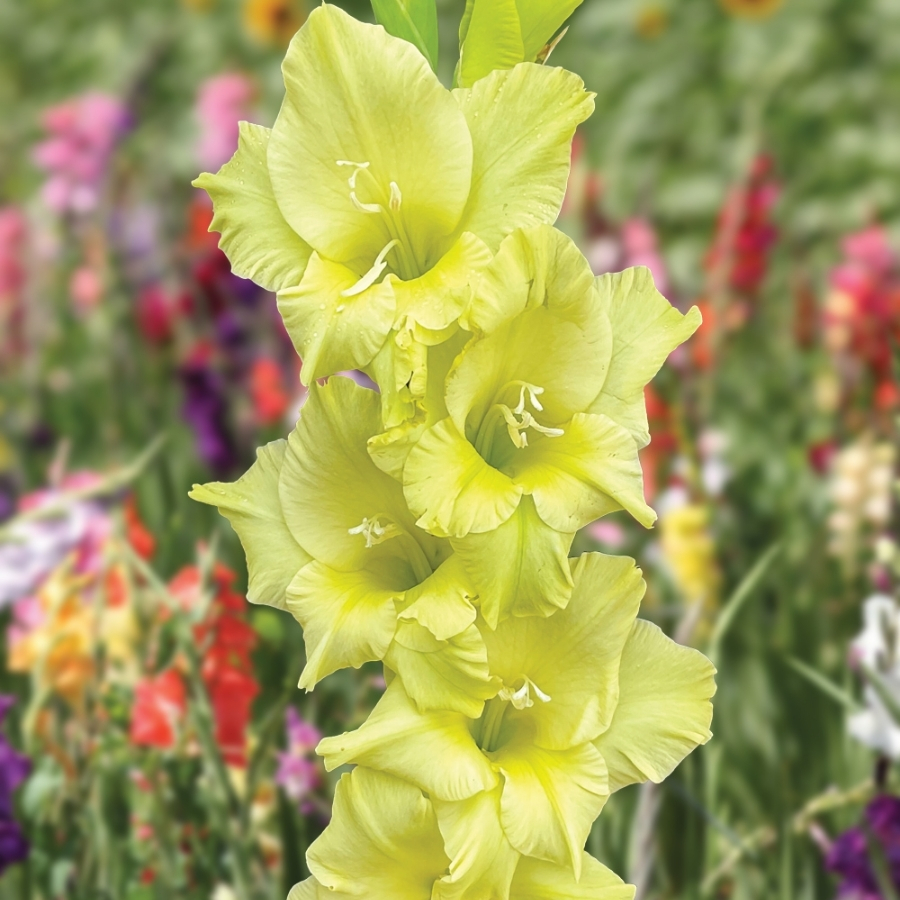 Гладиолус Кио Гладиолус Кио - Dolina-Sad.Ru