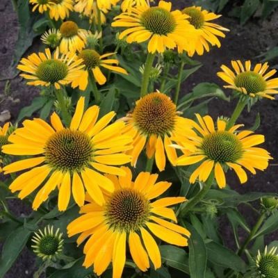 Эхинацея Желтая Страсть Эхинацея Желтая Страсть фото