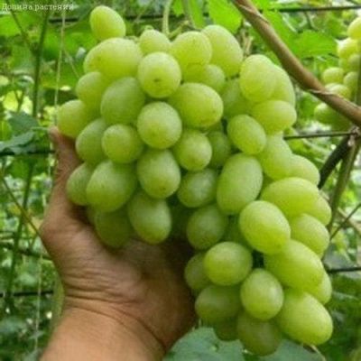 Виноград Вега Виноград Вега фото