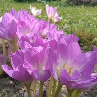 Безвременник Рози Доун Безвременник Рози Доун фото