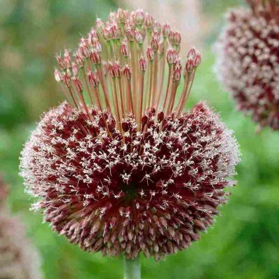 Аллиум Форлок Аллиум Форлок фото