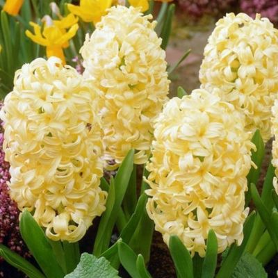 Гиацинт Хермион Гиацинт Хермион фото