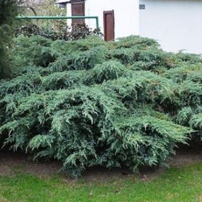 Можжевельник чешуйчатый Блю Свид Можжевельник чешуйчатый Блю Свид фото