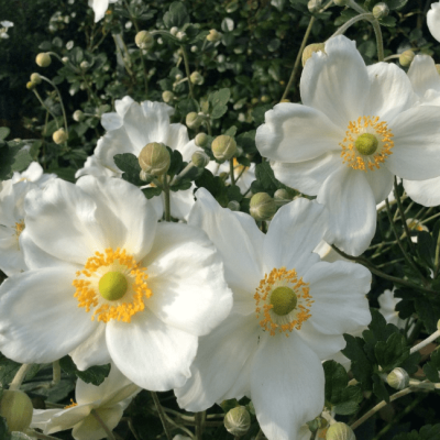 Анемона японская Вирлвинд фото