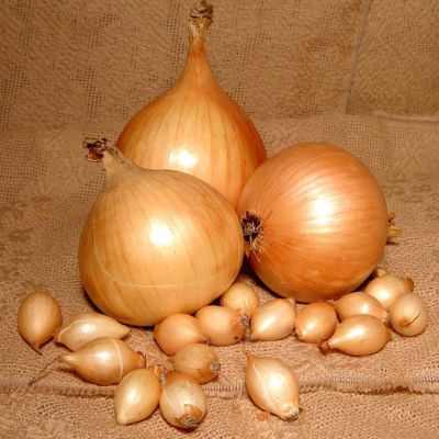 Лук-севок Купидо (10-21мм) фото