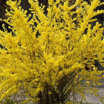 Форзиция промежуточная Курталин Форзиция промежуточная Курталин - Dolina-Sad.Ru