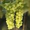 Виноград Белый Кишмиш - Dolina-Sad.Ru