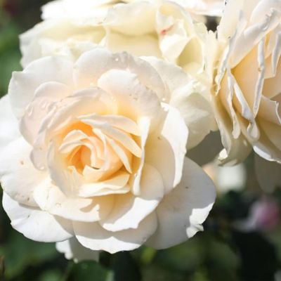 Роза штамбовая Эдельвейс Роза штамбовая Эдельвейс - Dolina-Sad.Ru