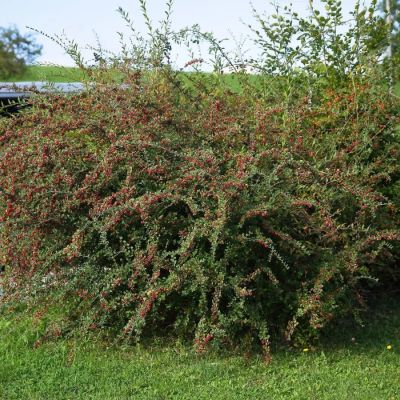 Кизильник Дильса, С3 - Dolina-Sad.Ru