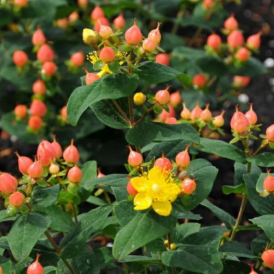 Зверобой жимолостелистный Элстид Зверобой жимолостелистный Элстид фото