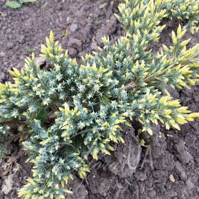 Можжевельник чешуйчатый Холгер, С3 - Dolina-Sad.Ru