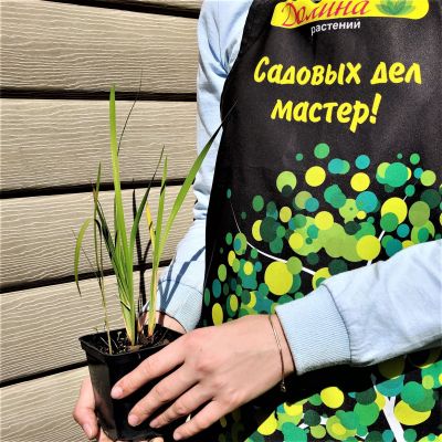 Ирис сибирский Ирис сибирский фото