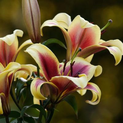 Лилия Флавия - Dolina-Sad.Ru