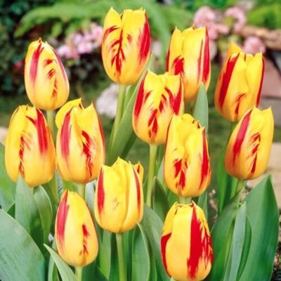 Тюльпан Вашингтон Тюльпан Вашингтон - Dolina-Sad.Ru