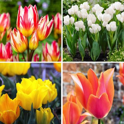 Набор 9198 Набор 9198 фото