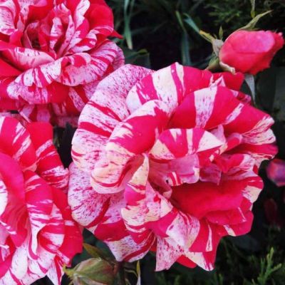 Роза Папагено Роза Папагено - Dolina-Sad.Ru