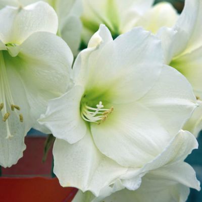 Амариллис Кристмас Гифт - Dolina-Sad.Ru