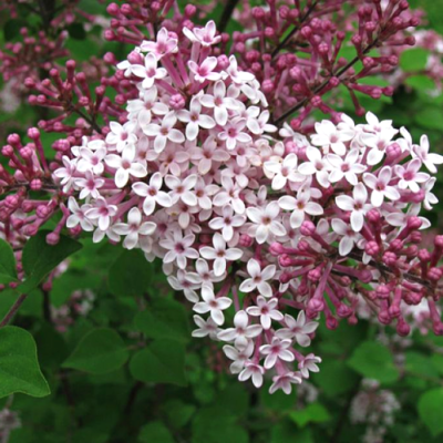 Сирень гибридная Джози - Dolina-Sad.Ru