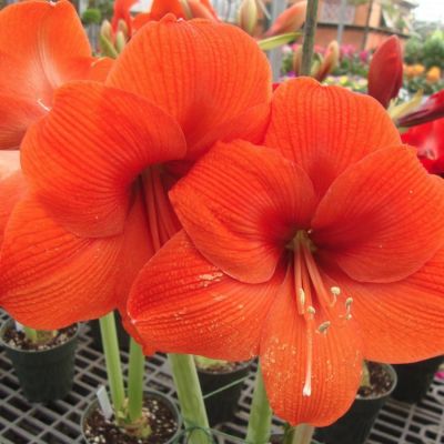 Амариллис Наранья Амариллис Наранья - Dolina-Sad.Ru