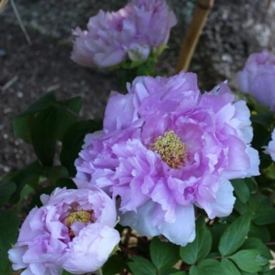 Пион Голубой Лотос Пион Голубой Лотос - Dolina-Sad.Ru