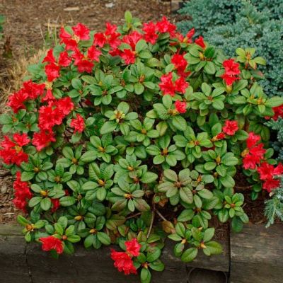 Рододендрон Скарлет Вандер Рододендрон Скарлет Вандер - Dolina-Sad.Ru