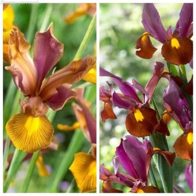 Комплект голландских ирисов Комплект голландских ирисов фото