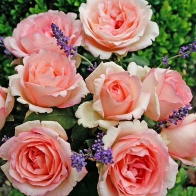 Роза Суиенер де Баден Баден - Dolina-Sad.Ru