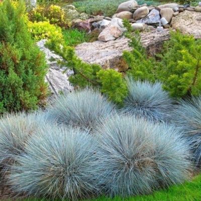 Овсяница сизая Овсяница сизая фото