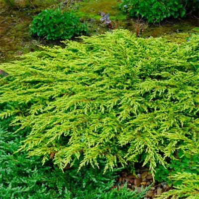 Можжевельник обыкновенный Голдшатц, С3 Можжевельник обыкновенный Голдшатц, С3 - Dolina-Sad.Ru