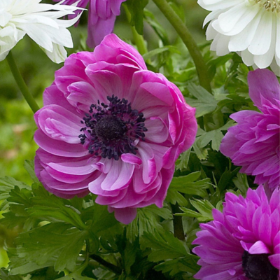 Анемона Адмирал Анемона Адмирал фото