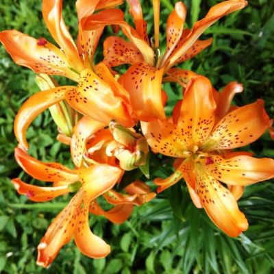 Лилия Маст Си (в горшке) Лилия Маст Си (в горшке) фото