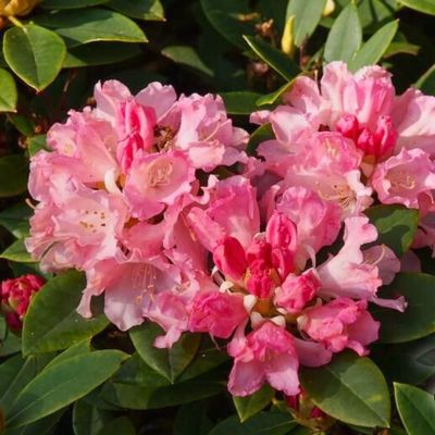 Рододендрон якушиманский Дримленд Рододендрон якушиманский Дримленд - Dolina-Sad.Ru