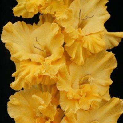 Гладиолус Голден Фэнтэзи Гладиолус Голден Фэнтэзи - Dolina-Sad.Ru