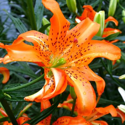 Лилия Маст Си (в горшке) Лилия Маст Си (в горшке) фото