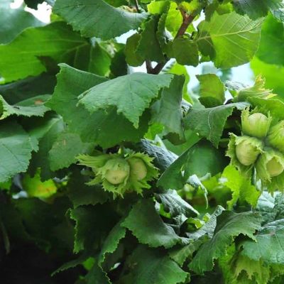 Лещина Тонда Романа Лещина Тонда Романа - Dolina-Sad.Ru