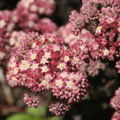 Седум Строберри энд Крим Седум Строберри энд Крим фото