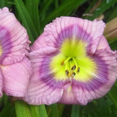 Лилейник Силоам Ред Той Лилейник Силоам Ред Той фото