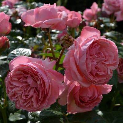 Роза Кольнер Флора Роза Кольнер Флора - Dolina-Sad.Ru