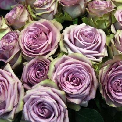 Роза Тиара в горшке - Dolina-Sad.Ru