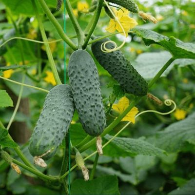 Огурец Капитошка F1 (А) фото