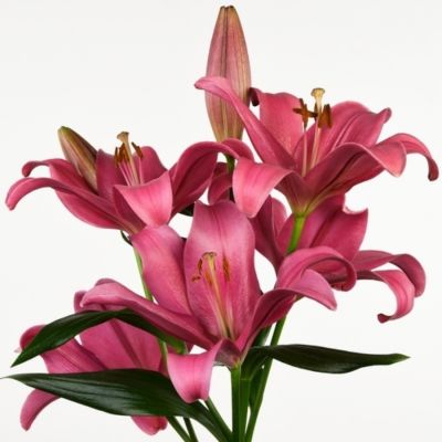 Лилия Индиан Саммерсет - Dolina-Sad.Ru