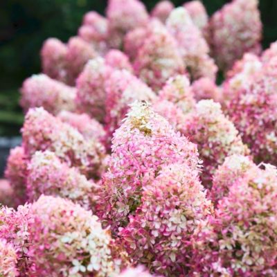 Гортензия метельчатая Роял Флауэр Гортензия метельчатая Роял Флауэр - Dolina-Sad.Ru