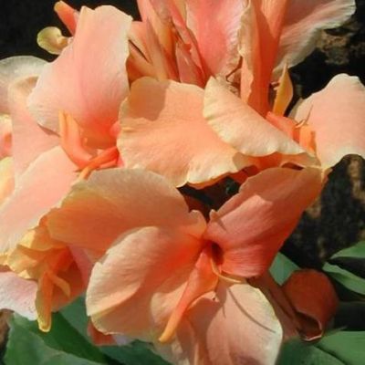 Канна Пичь Блашь Канна Пичь Блашь фото