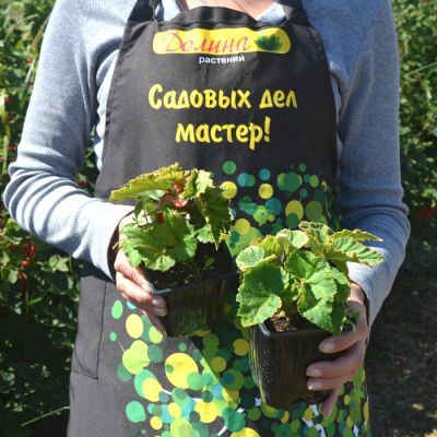 Бегония Иллюминейшн белая Бегония Иллюминейшн белая фото