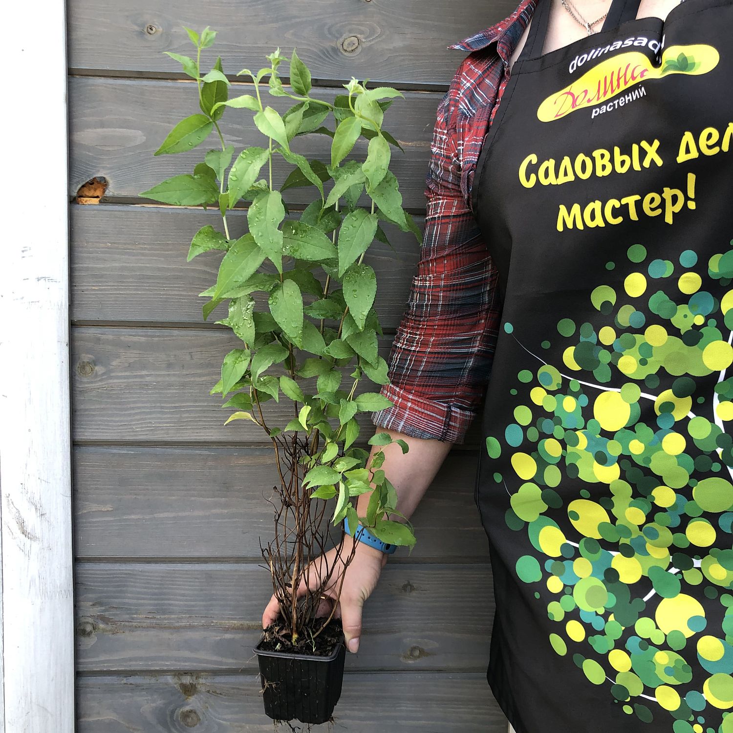 Дейция шершавая Плена фото