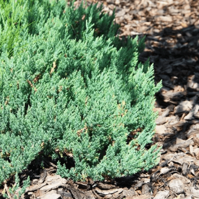 Можжевельник горизонтальный Альпина Можжевельник горизонтальный Альпина фото