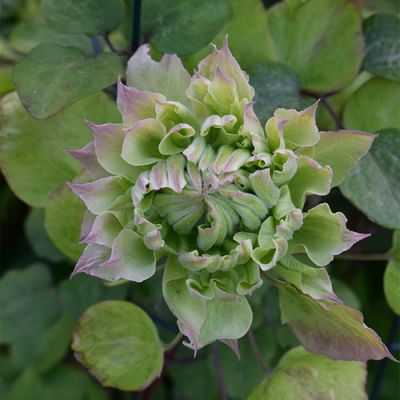 Клематис Мидори Клематис Мидори фото