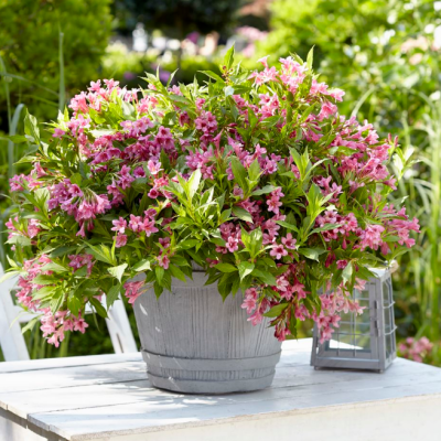 Вейгела цветущая Пикобелла Роза Вейгела цветущая Пикобелла Роза фото