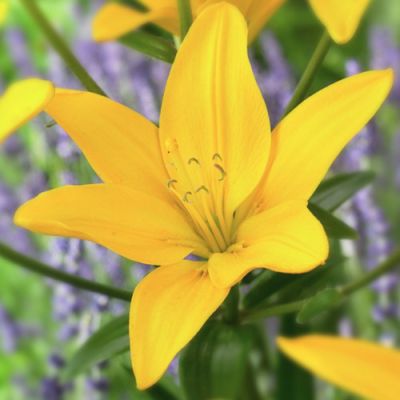 Лилия Изи Сан Лилия Изи Сан - Dolina-Sad.Ru